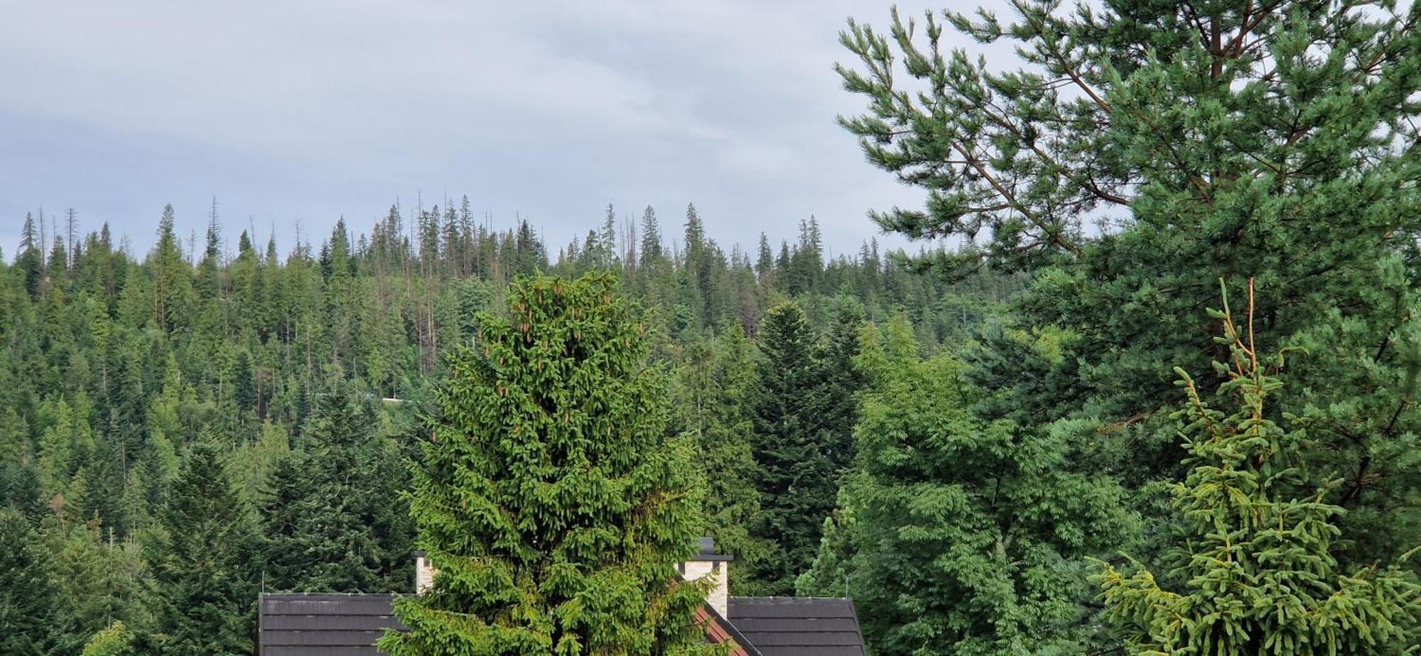 Pokoje Apartamenty Pod Limba Zakopane Exteriör bild